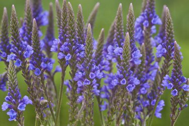 Vervain, The Healing Herb