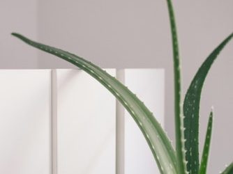8 Essential Health And Beauty Benefits Of Amazing Aloe Vera