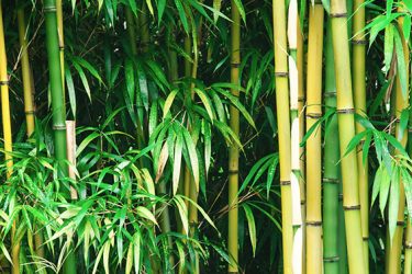 Bamboo For Skin Care?